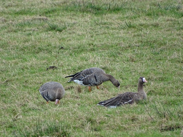 依赖天赋 依赖天赋
